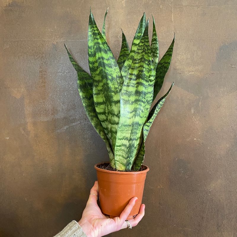 Sansevieria ‘Super Green’ - grow urban.