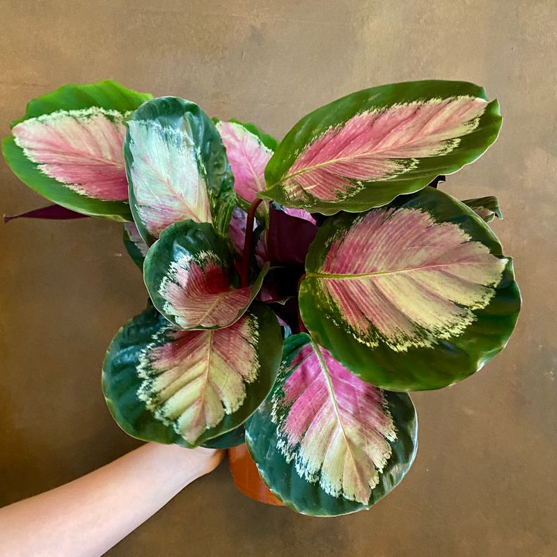 Calathea ‘Crimson Green’ - grow urban.