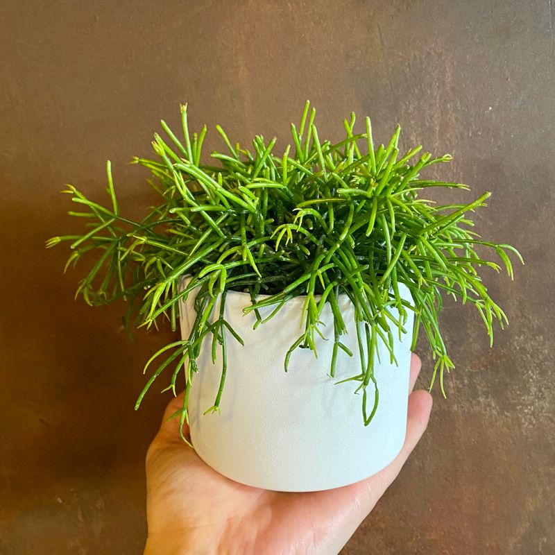 rhipsalis-cassutha-grow-urban