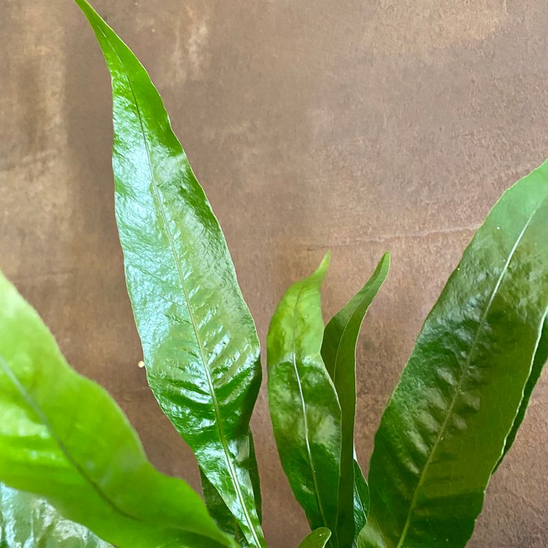 Aglaomorpha coronans - grow urban.