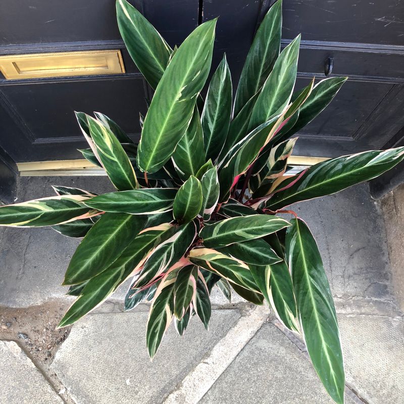 Stromanthe ‘triostar’ (85cm) - Grow Urban.