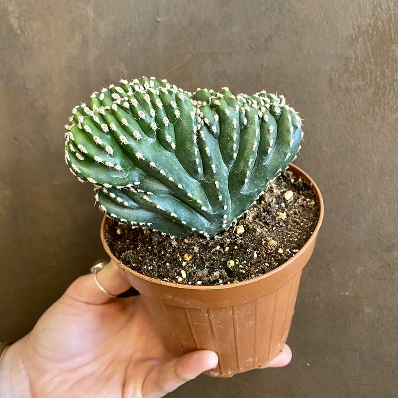 Pachycereus Marginatus F Cristata Grow Urban 
