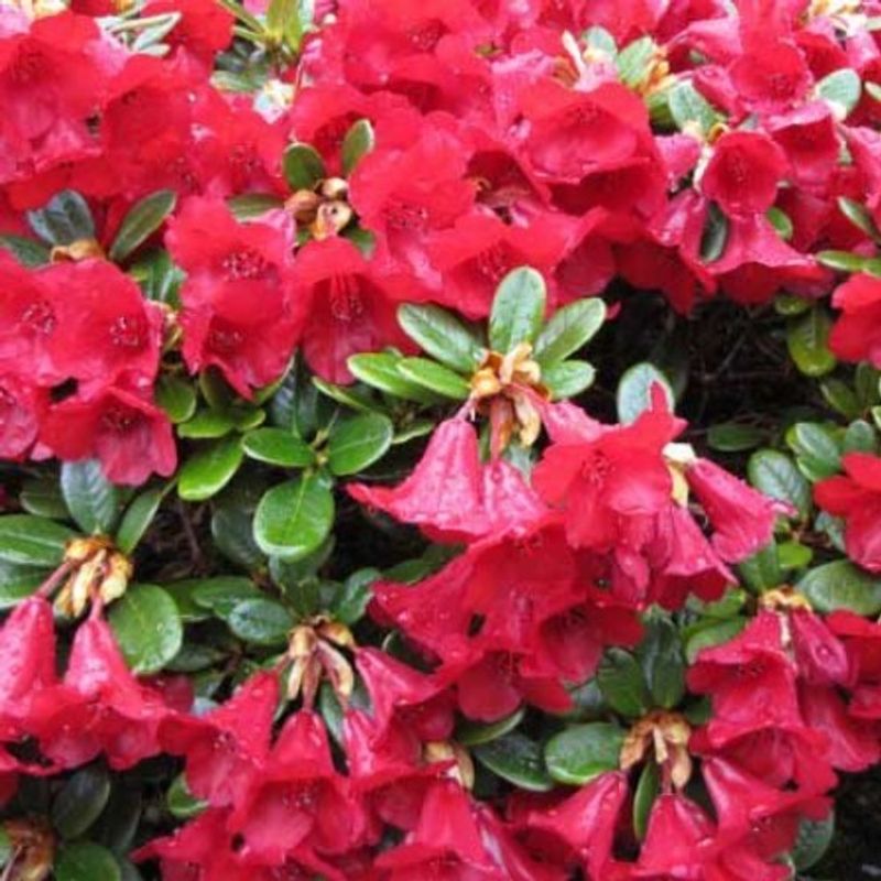 115. Dwarf Rhododendron 
