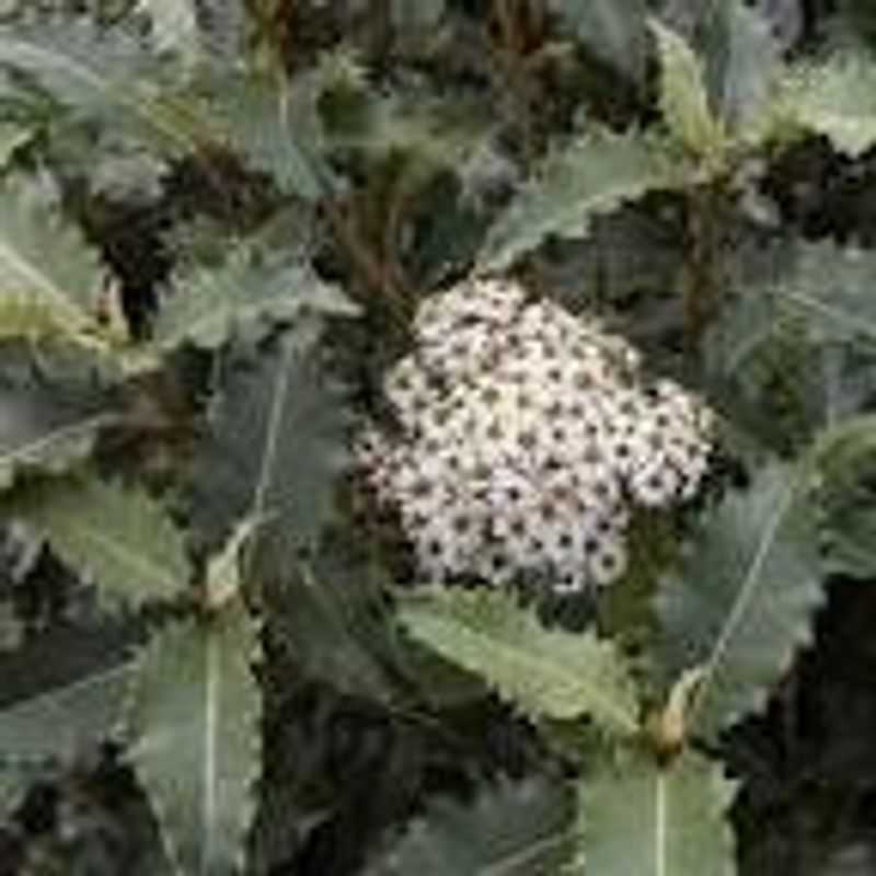 110. Olearia Macrodonta or (New Zealand Holly )