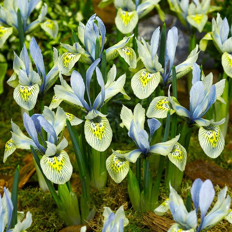 205. Iris Reticulata Katharine Hodgkin