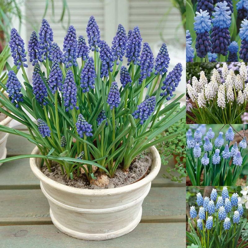 206. Muscari Collection 