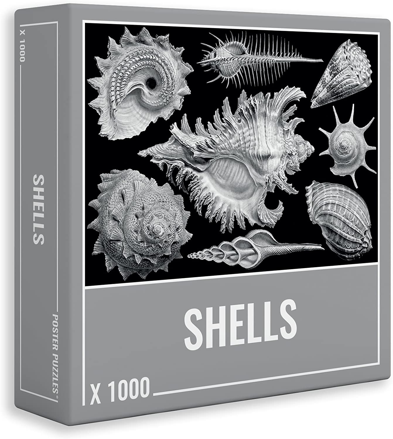 Shells Jigsaw Puzzle (1000 pieces) & Poster by Cloudberries