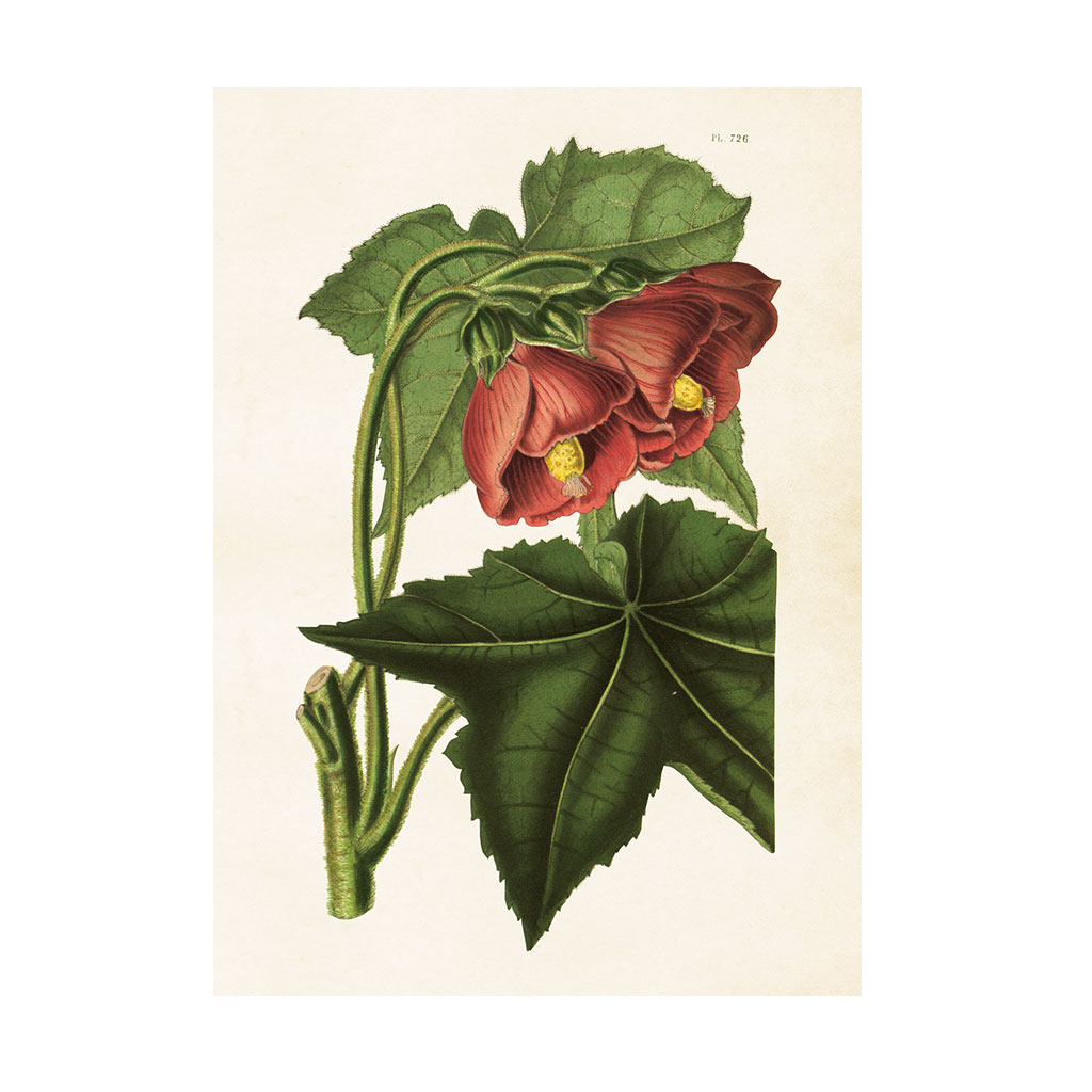Plakat Vinterrose 50X70cm