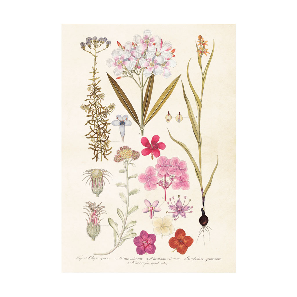 Plakat Hortensia 35x50cm