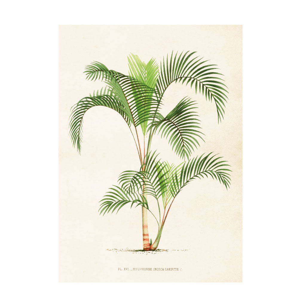 Plakat Palmetræ 50x70cm