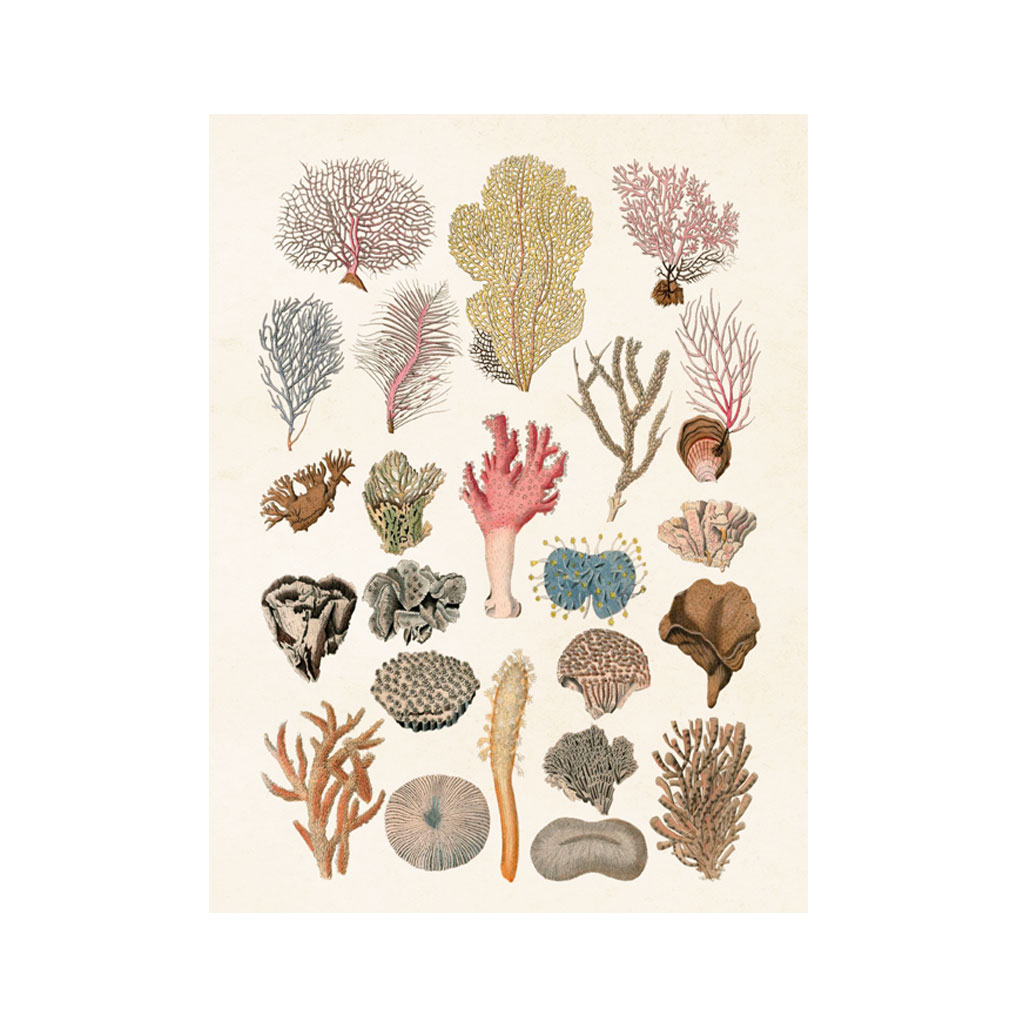 Plakat Koraller 18X24cm