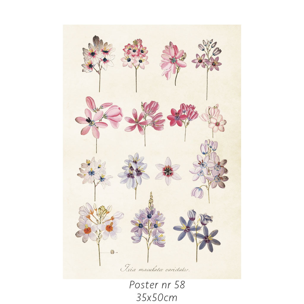 Plakat Hortensia 35X50cm