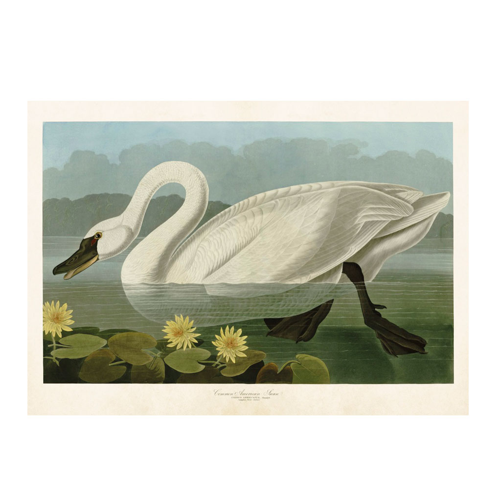 Plakat Svane 50X70cm