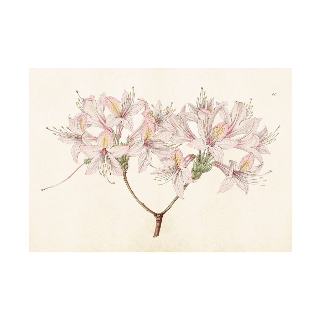 Plakat Azalea 50x35cm