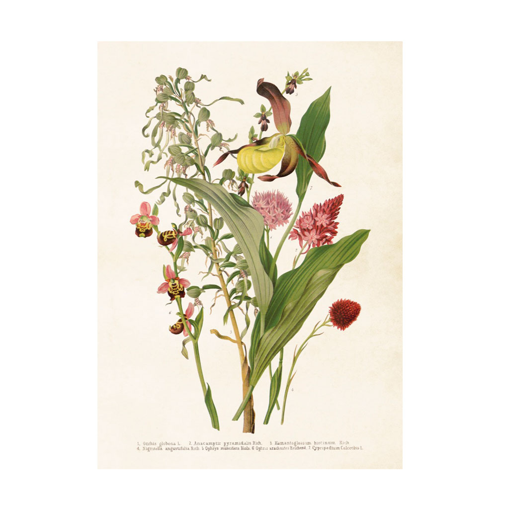 Plakat Blomsterbuket 50x70cm