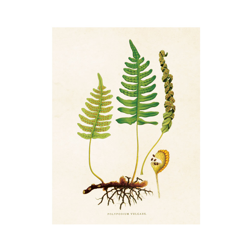 Plakat Bregne 18x24cm