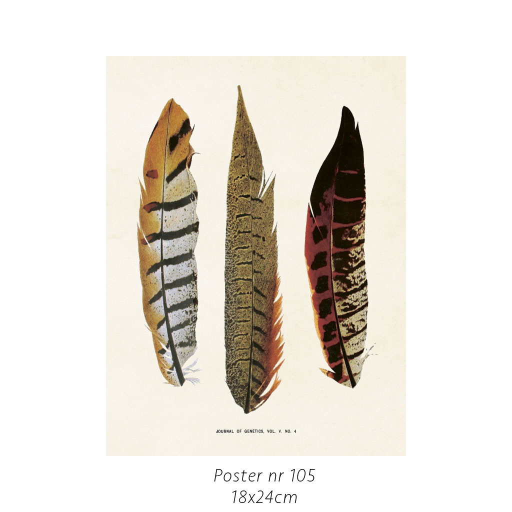 Plakat 3 Fjer 18x24cm