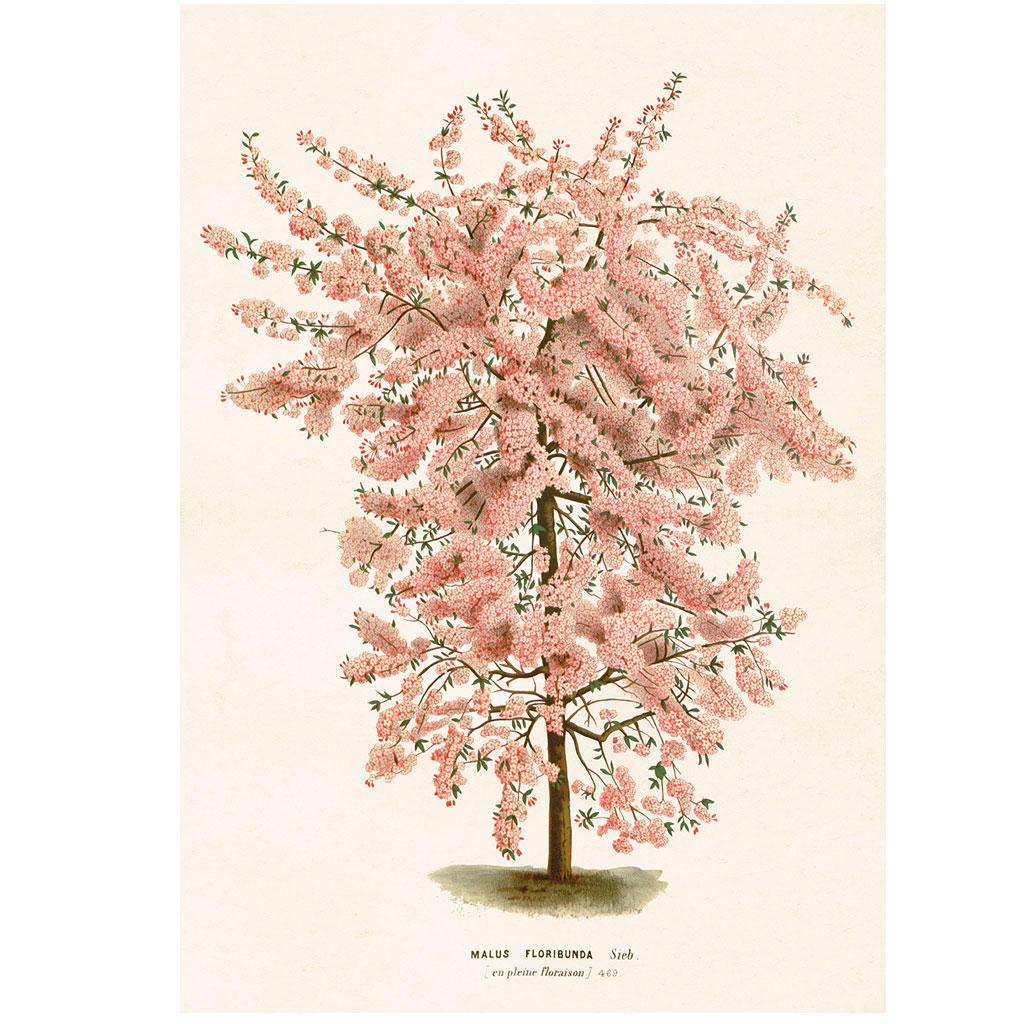 Plakat Blomstrende træ 70x100cm