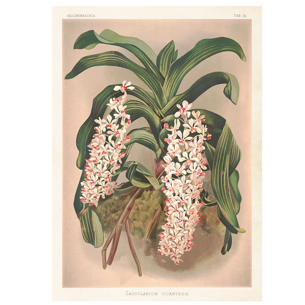 Plakat Hængende blomster 50X70cm