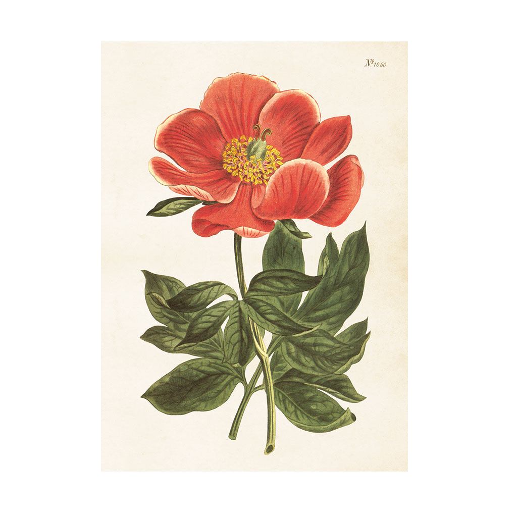Plakat Hybenrose 50X70cm
