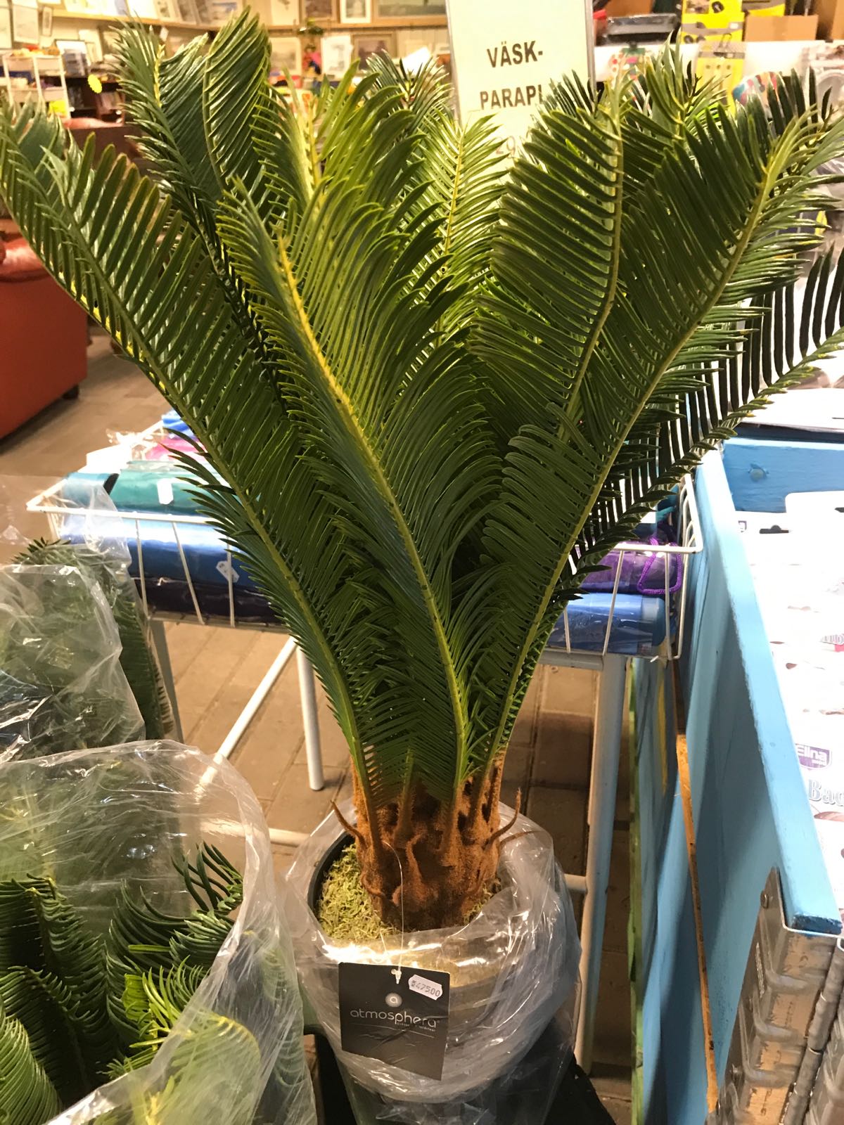 Ananaspalm 72 cm med korg