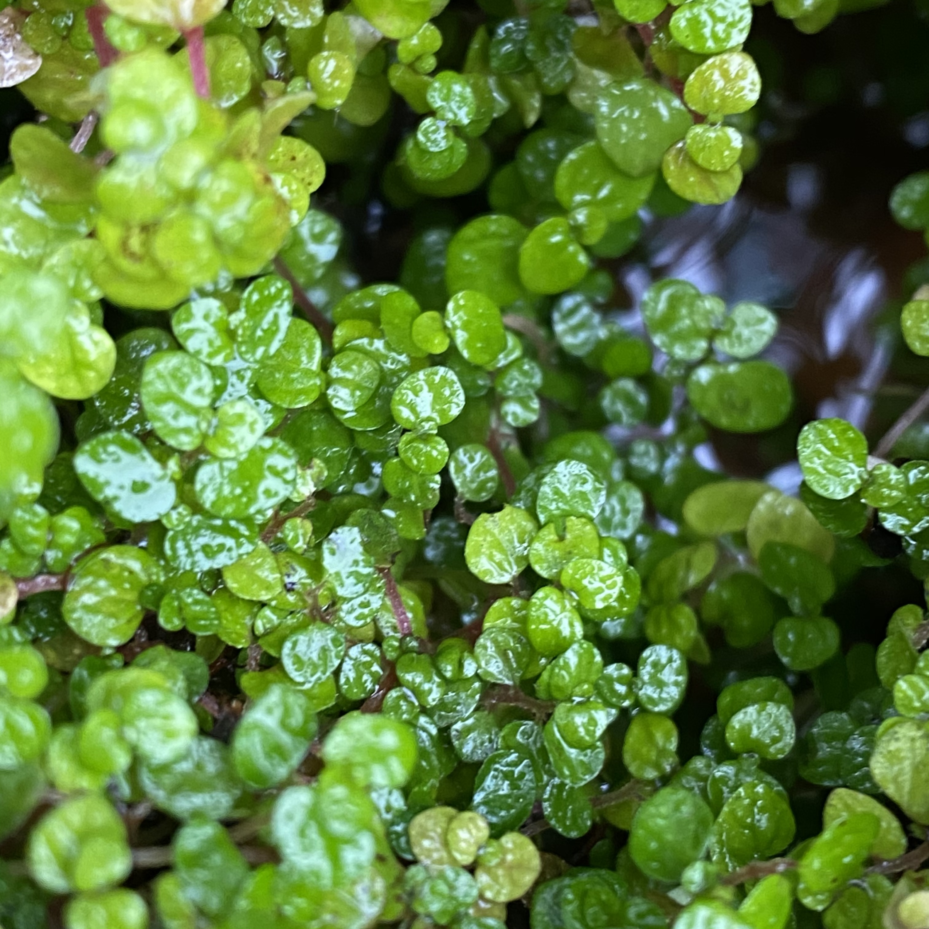 Mind your own business plant care image