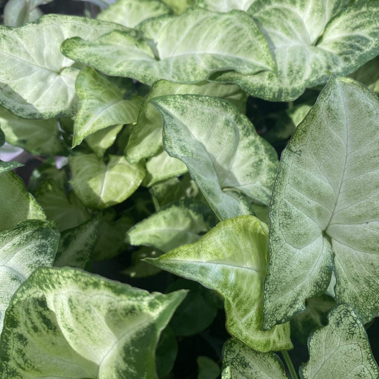 Syngonium podophyllum �White Butterfly� Arrowhead Vine
