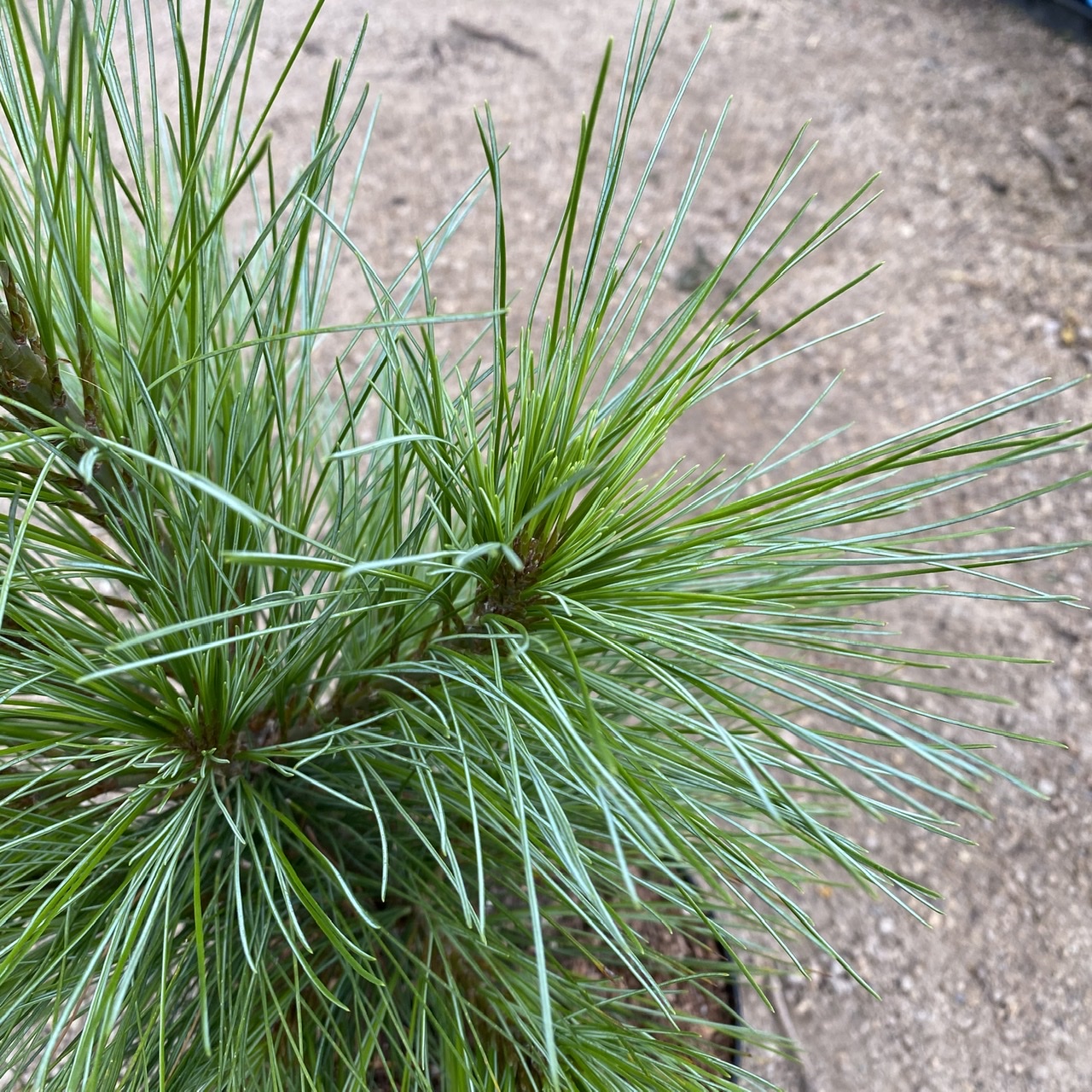 Pinus x schwerinii 'Wiethorst' 