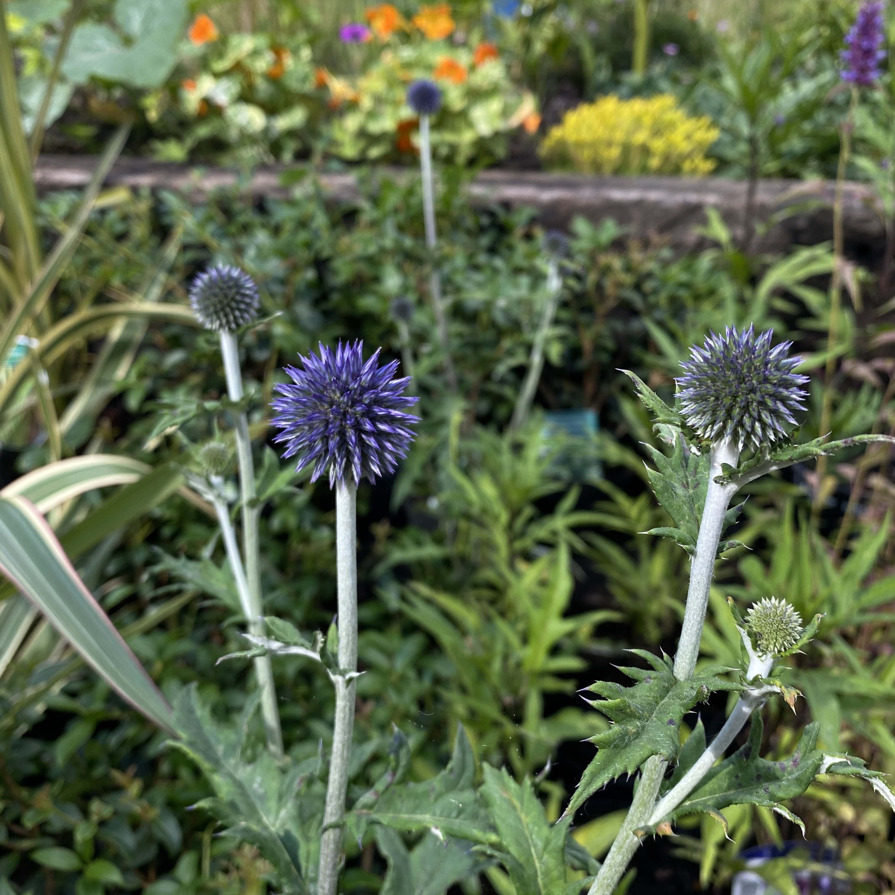 Echinops ritro ‘Veitch’s Blue’ (Globe Thistle) Walworth Echinops ritro ‘Veitch’s Blue’ (Globe Thistle) Walworth