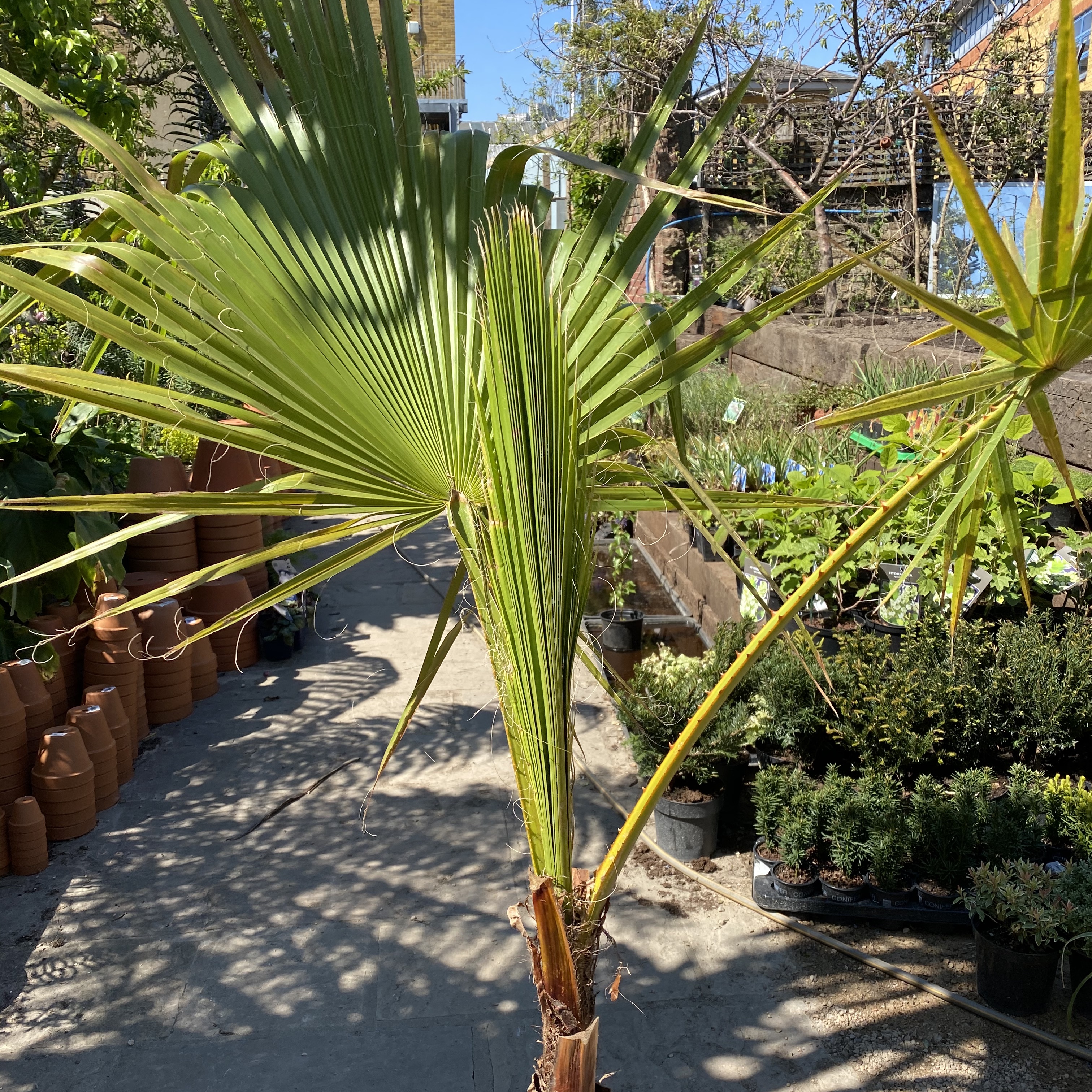 Washingtonia robusta (Mexican Fan Palm)
