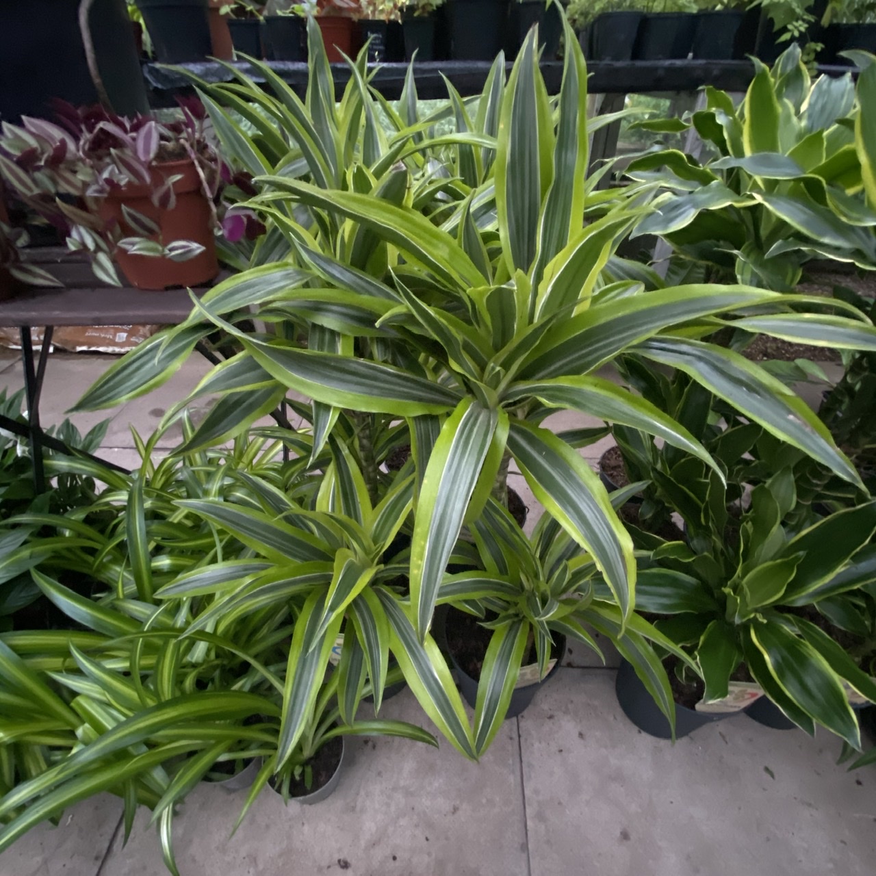 Dracaena fragrans �Lemon &amp; Lime� Dragon Tree Easy Care