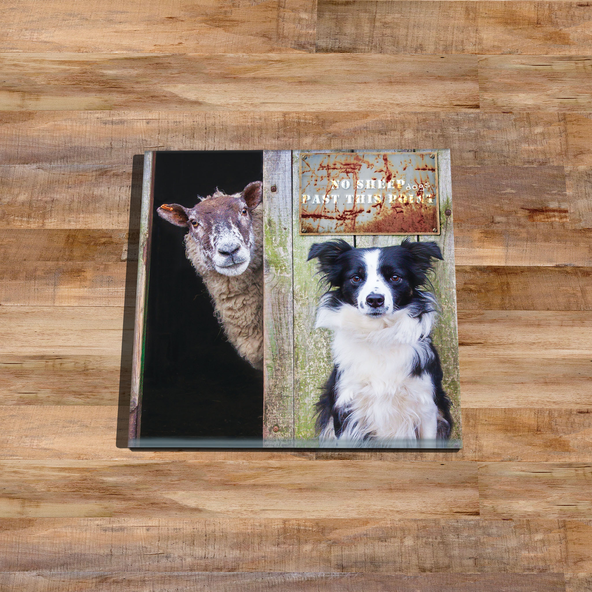 She's Behind Ewe - Border Collie and Sheep Drinks Coaster - Kitchy & Co