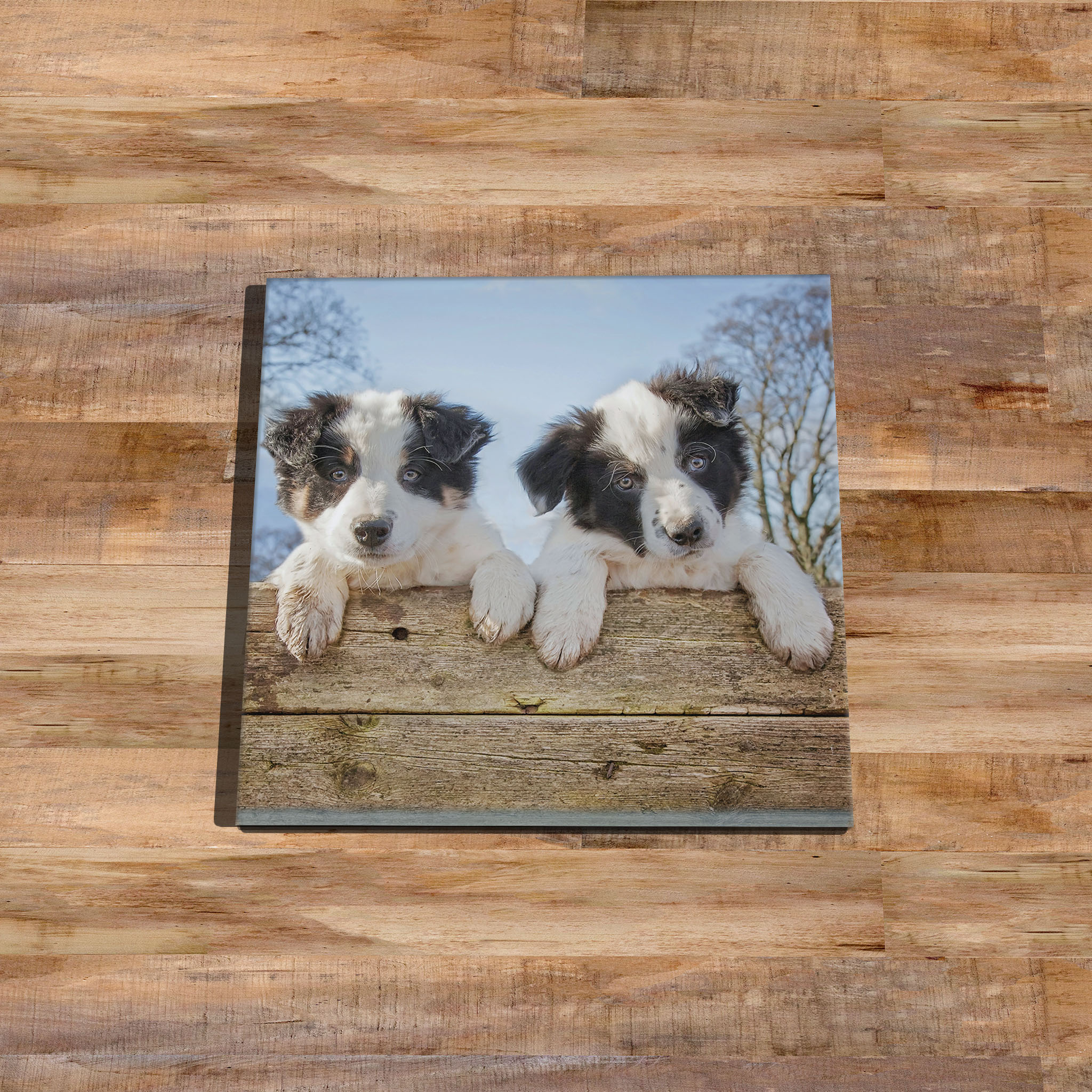 Adorable Border Collie Puppies Glass Drinks Coaster - Kitchy & Co