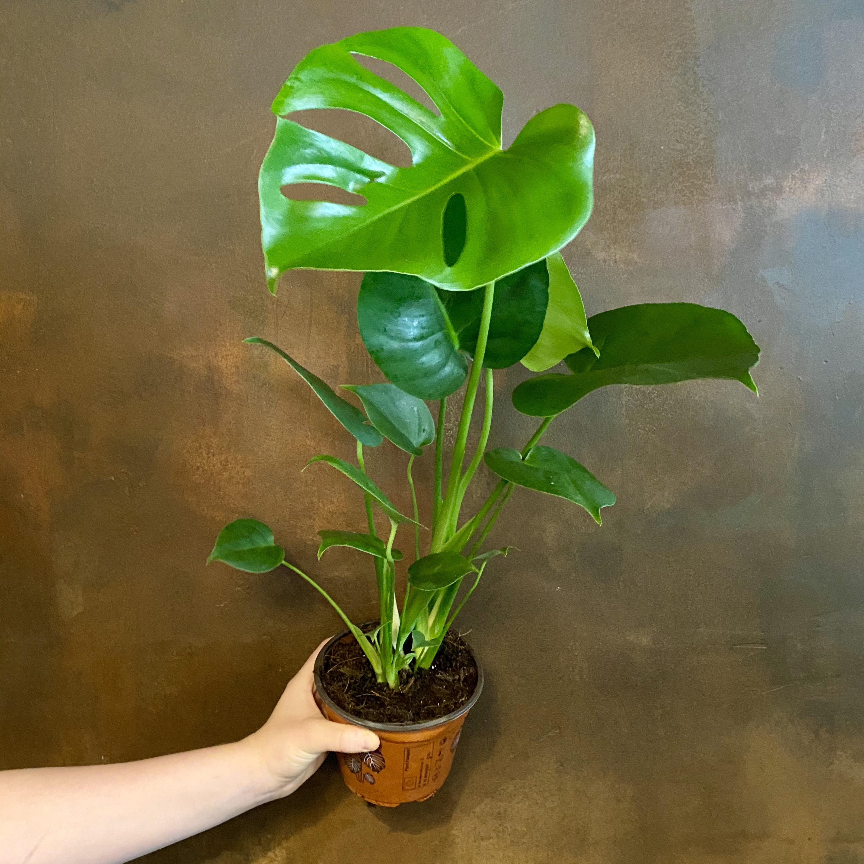 monstera-deliciosa-14cm-pot-grow-urban