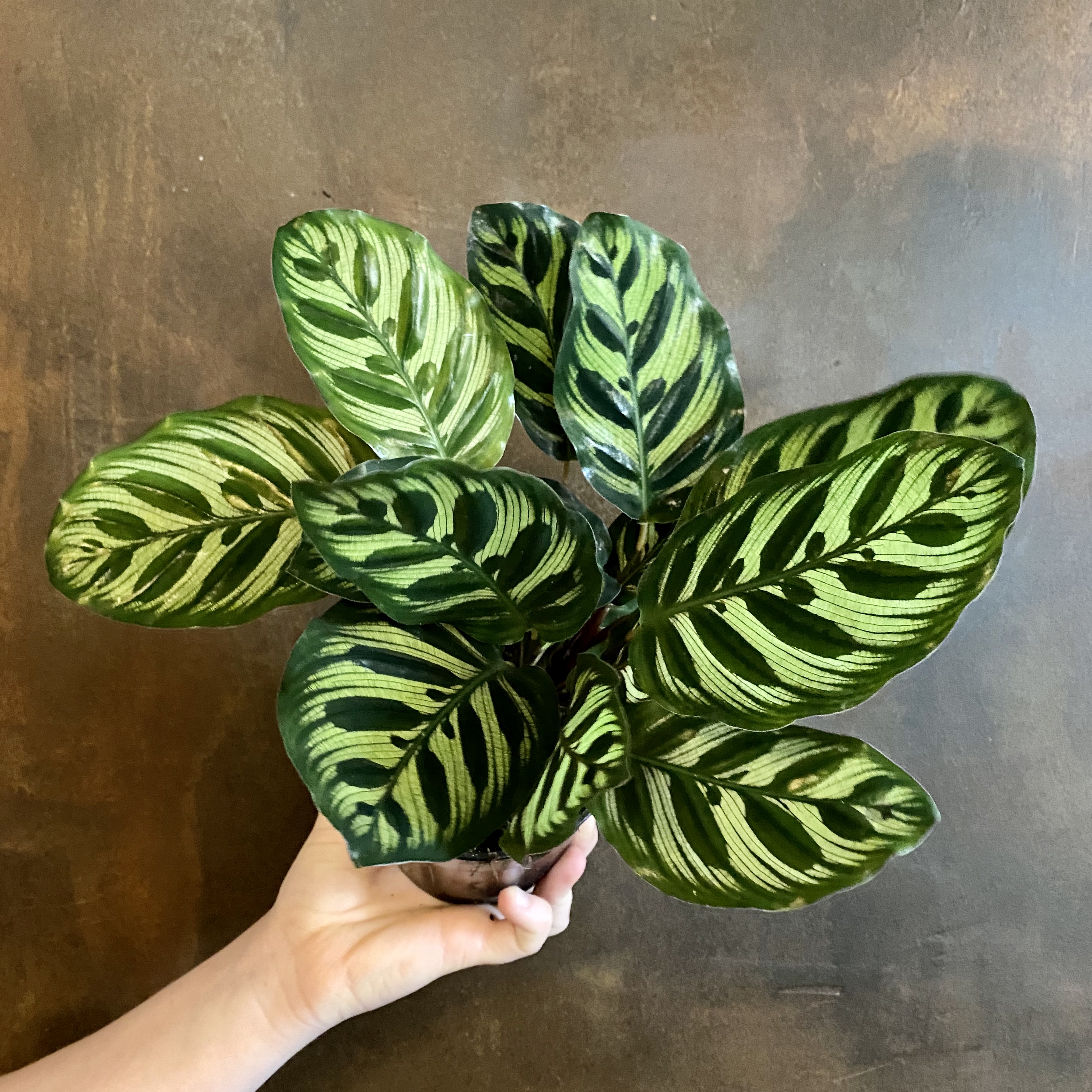 How To Care For Calathea Plant