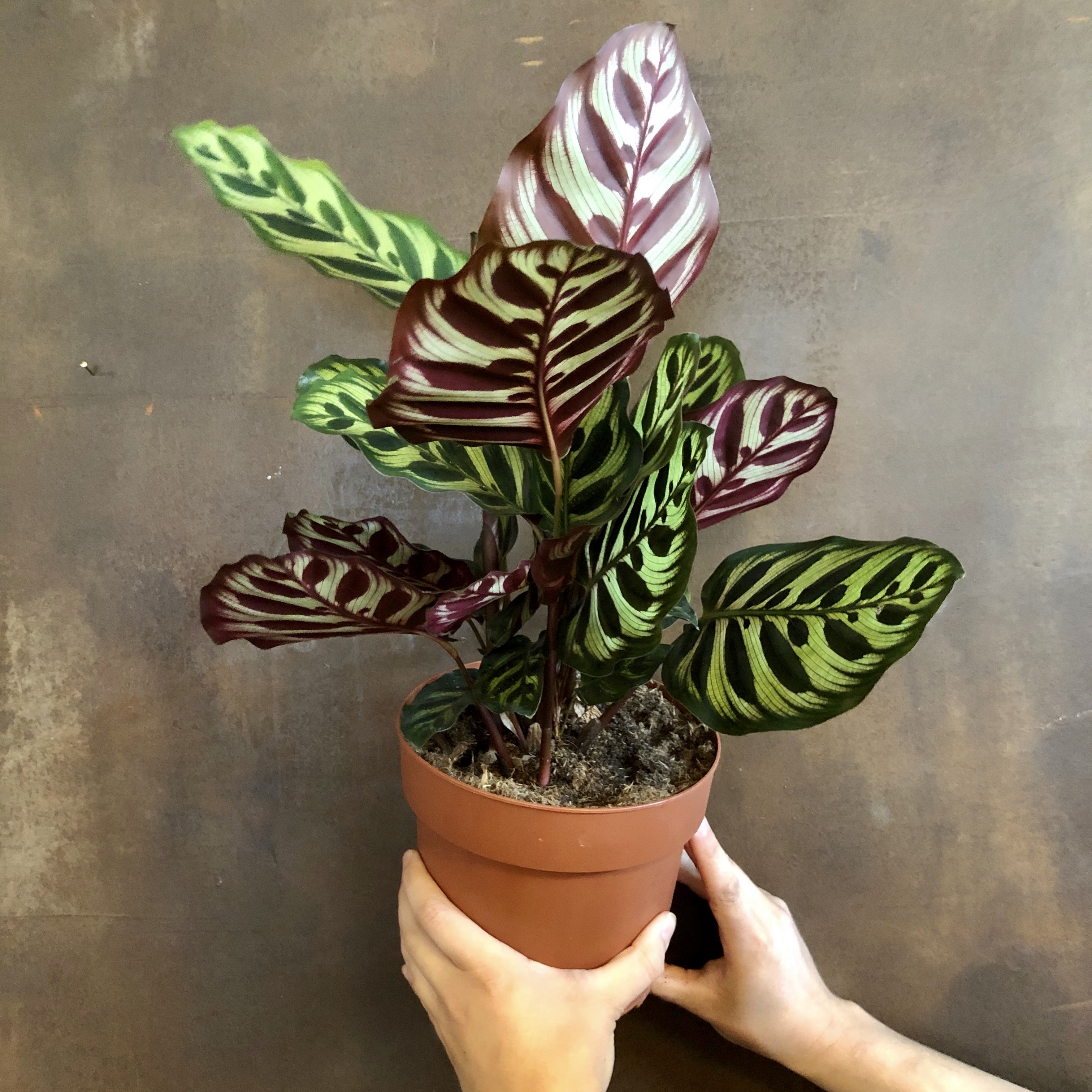 Calathea makoyana grow urban.