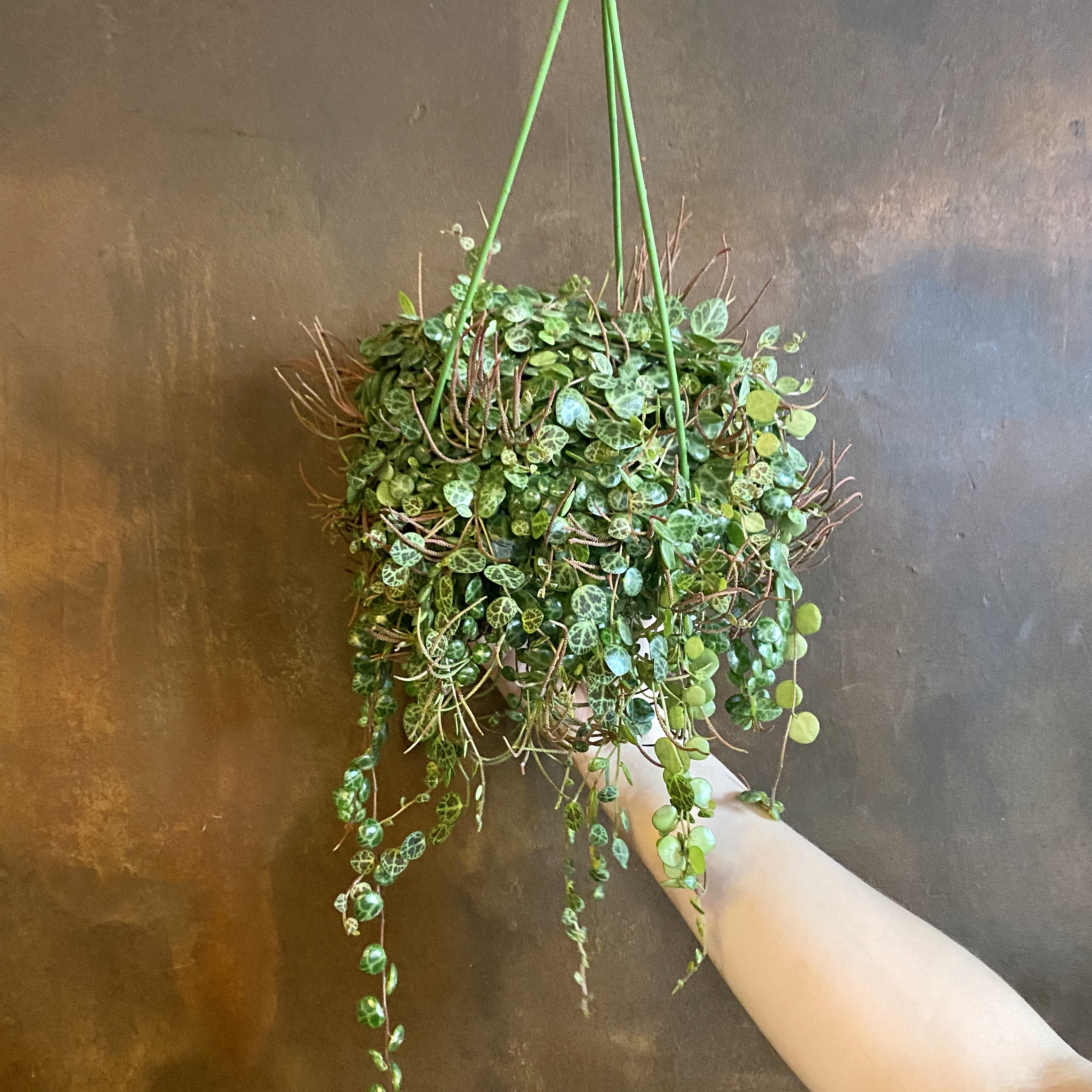 A String of Turtles (Peperomia prostrata) grow urban.