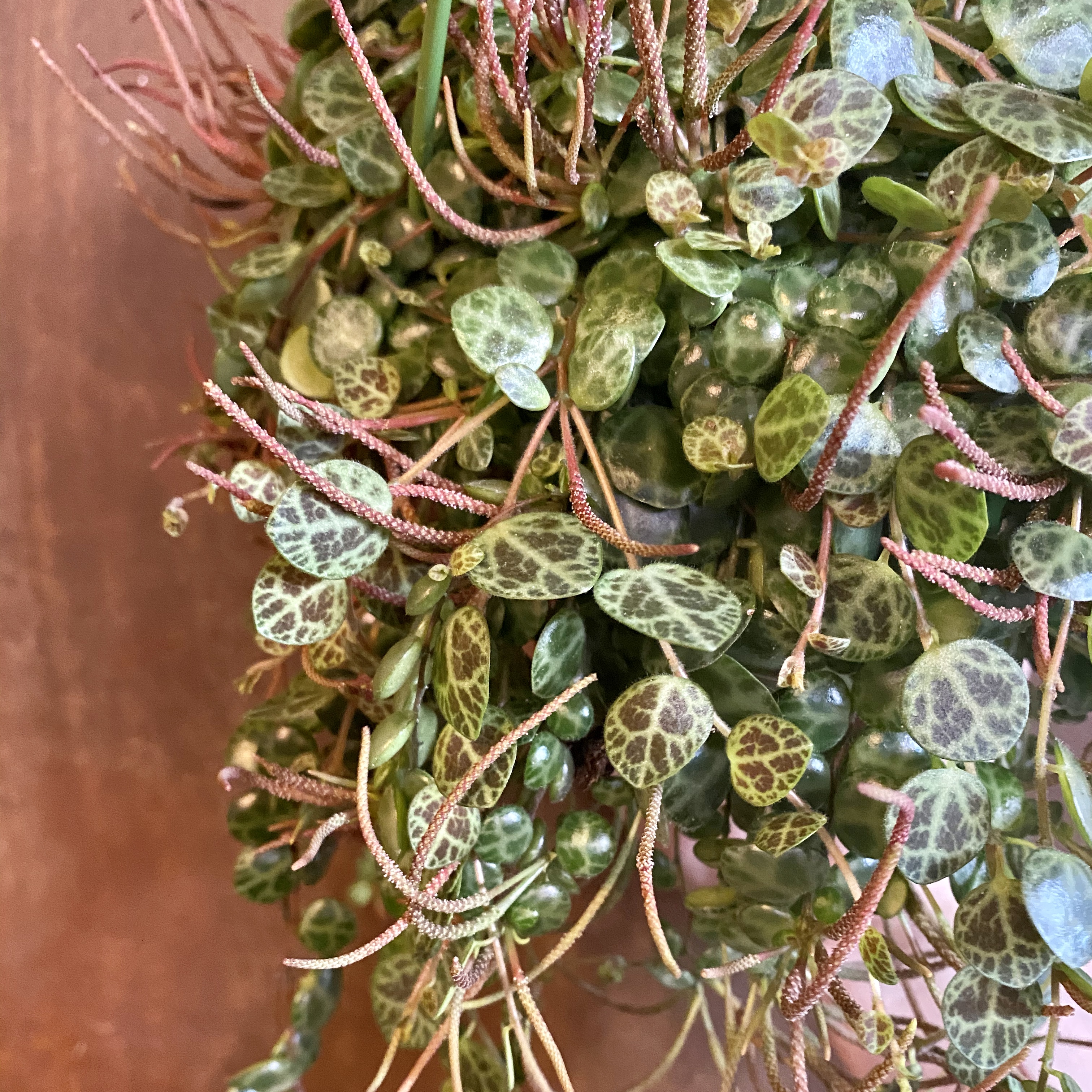 A String of Turtles (Peperomia prostrata) grow urban.