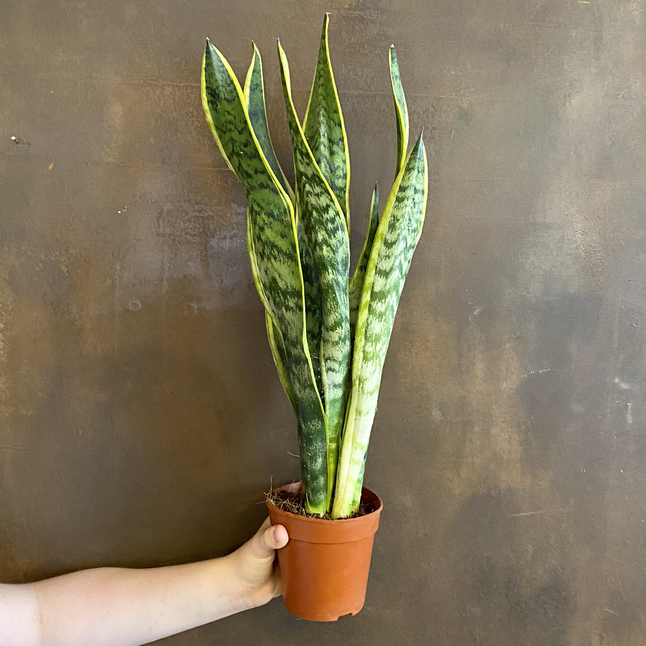 Sansevieria ‘Laurentii’ (12cm pot) grow urban.