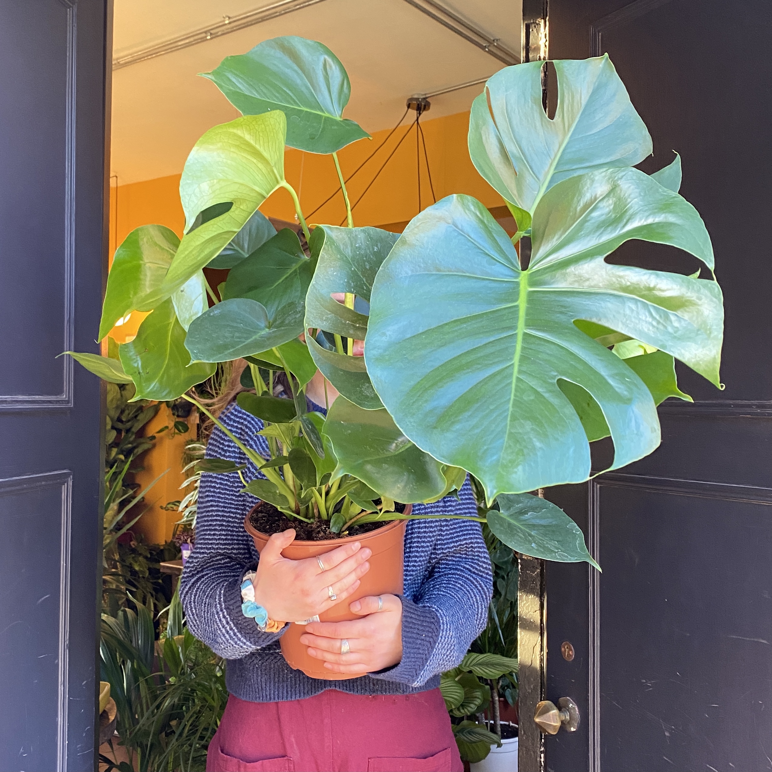 Monstera deliciosa (24cm pot) grow urban.