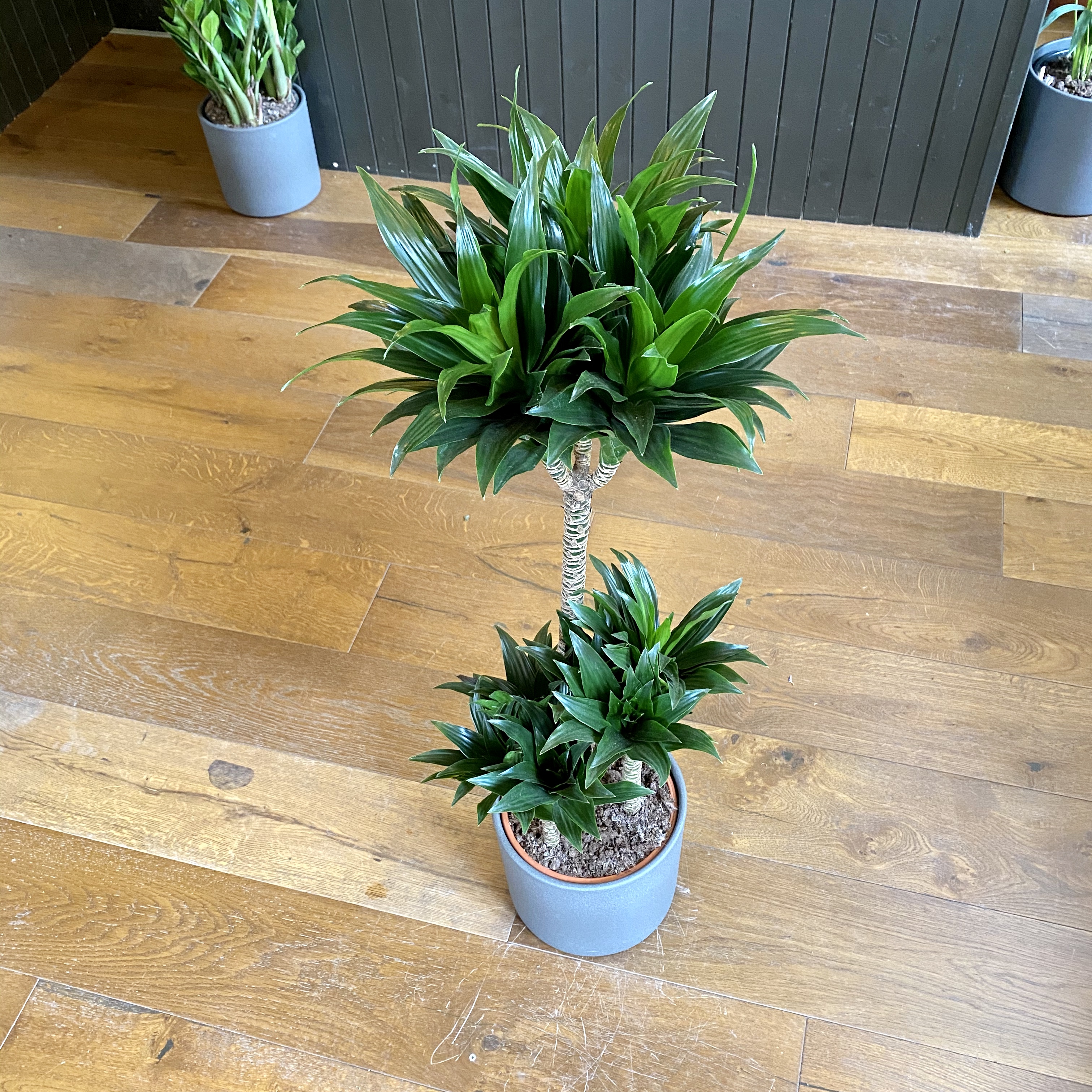 Dracaena grow urban.