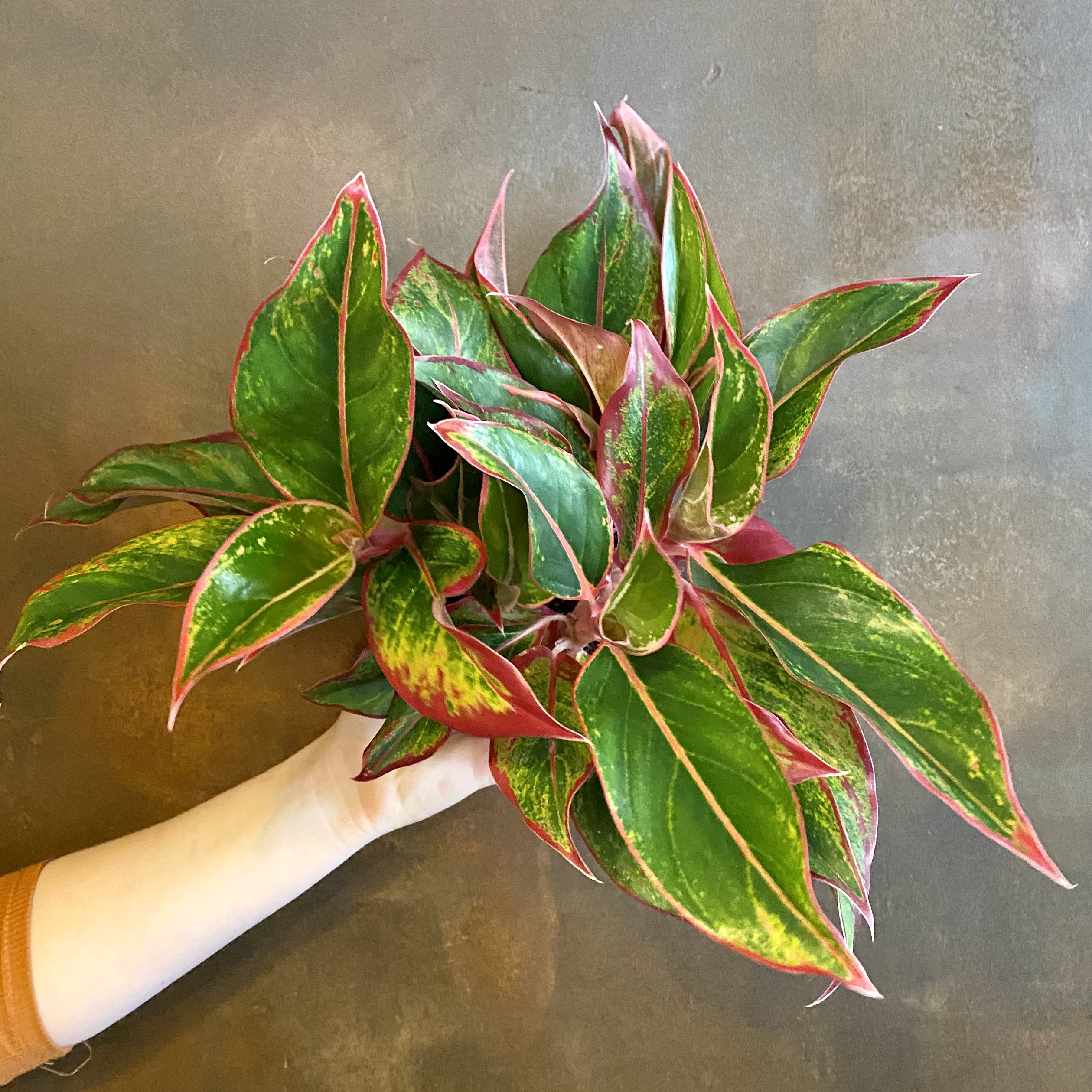  Aglaonema   Siam   grow urban 