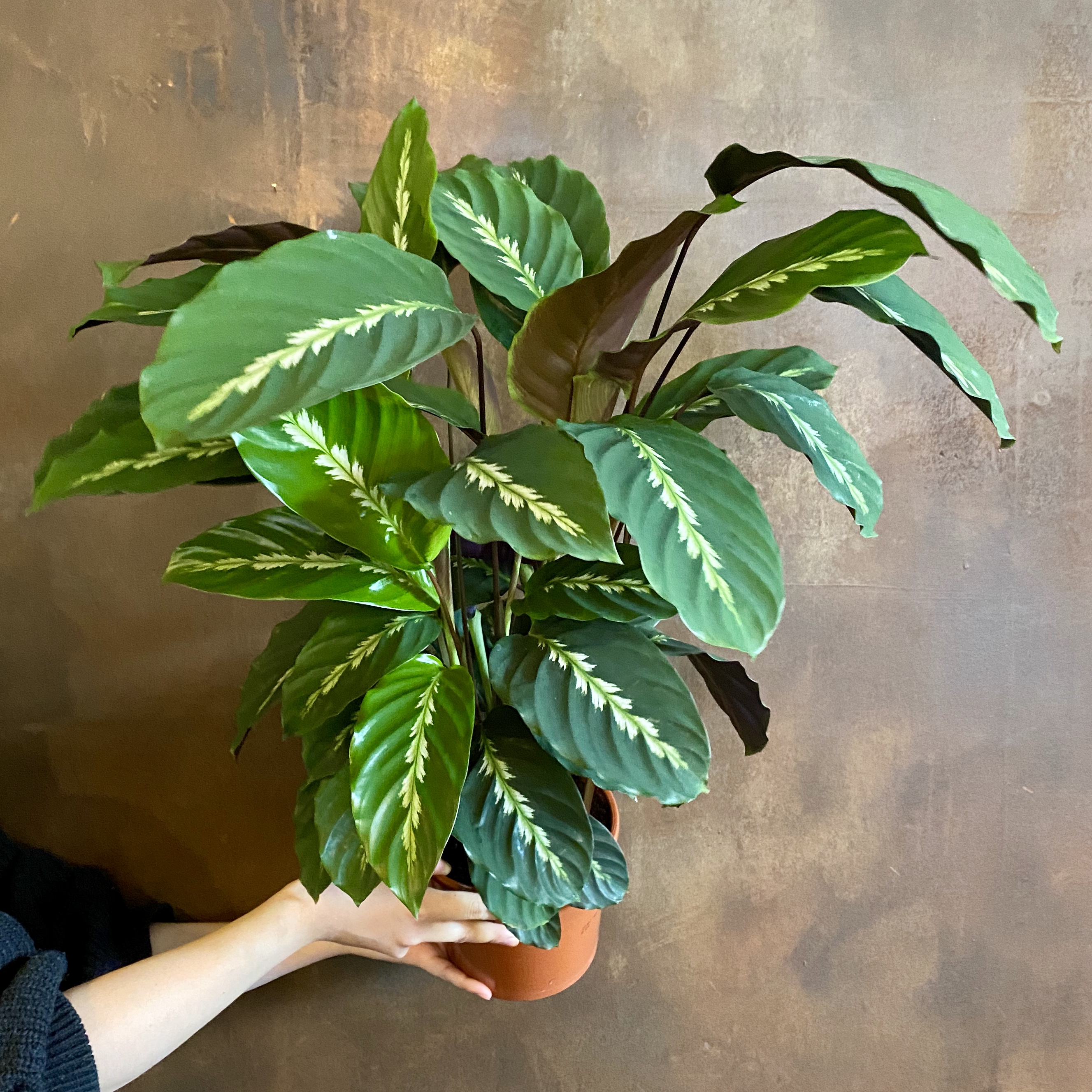 Calathea 'Maui Queen' - grow urban.