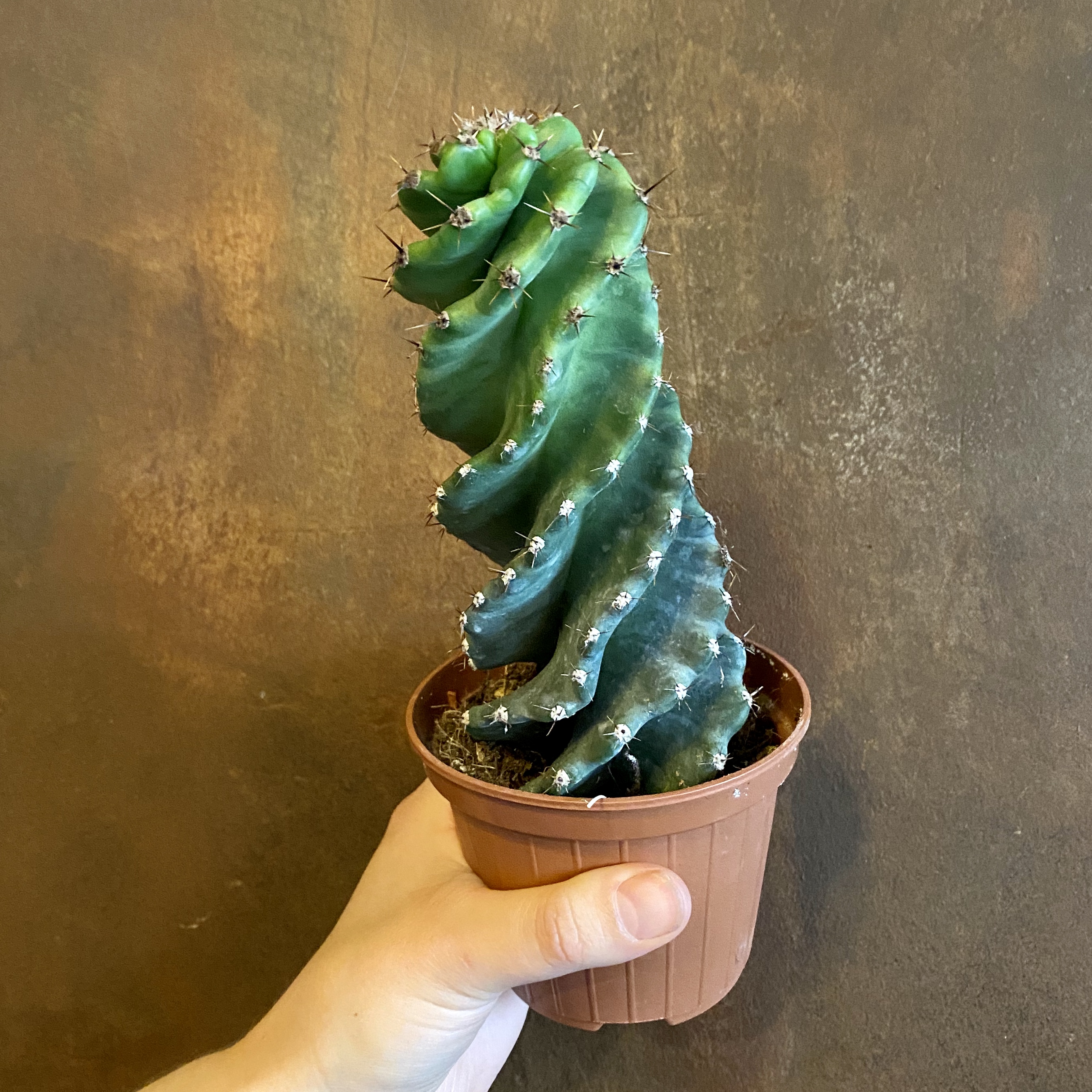 cereus spiral cactus