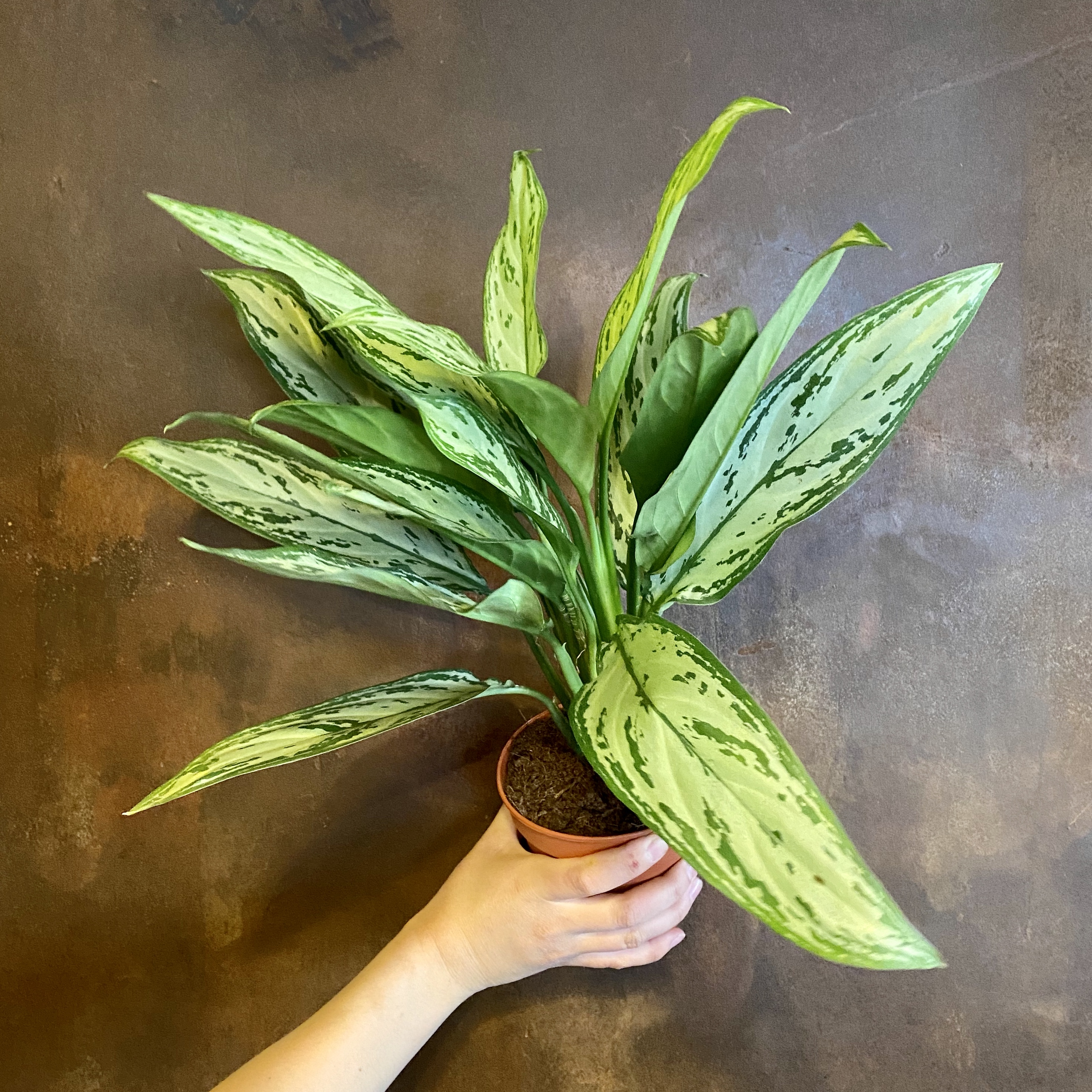 Aglaonema ‘Silver Queen’ grow urban.