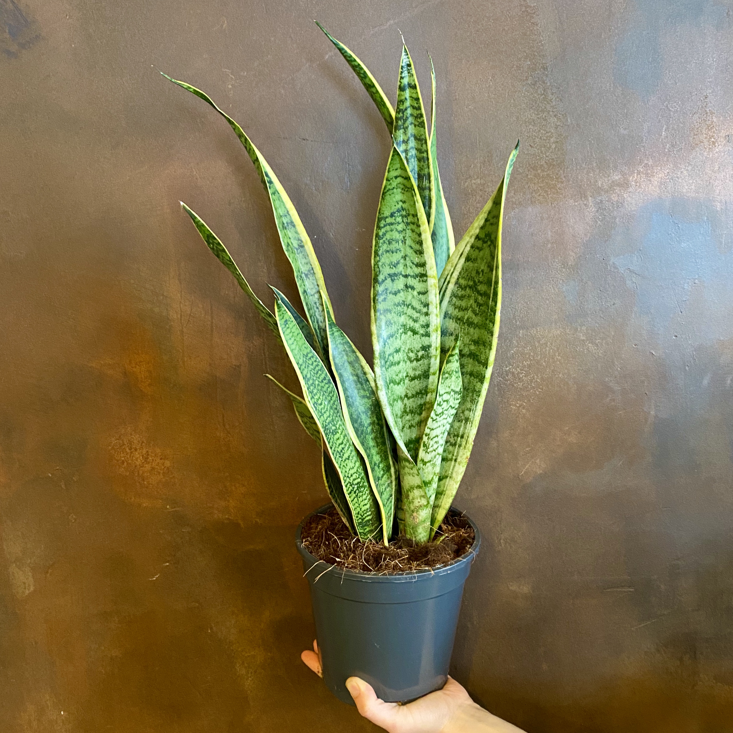 Sansevieria ‘laurentii Grow Urban 