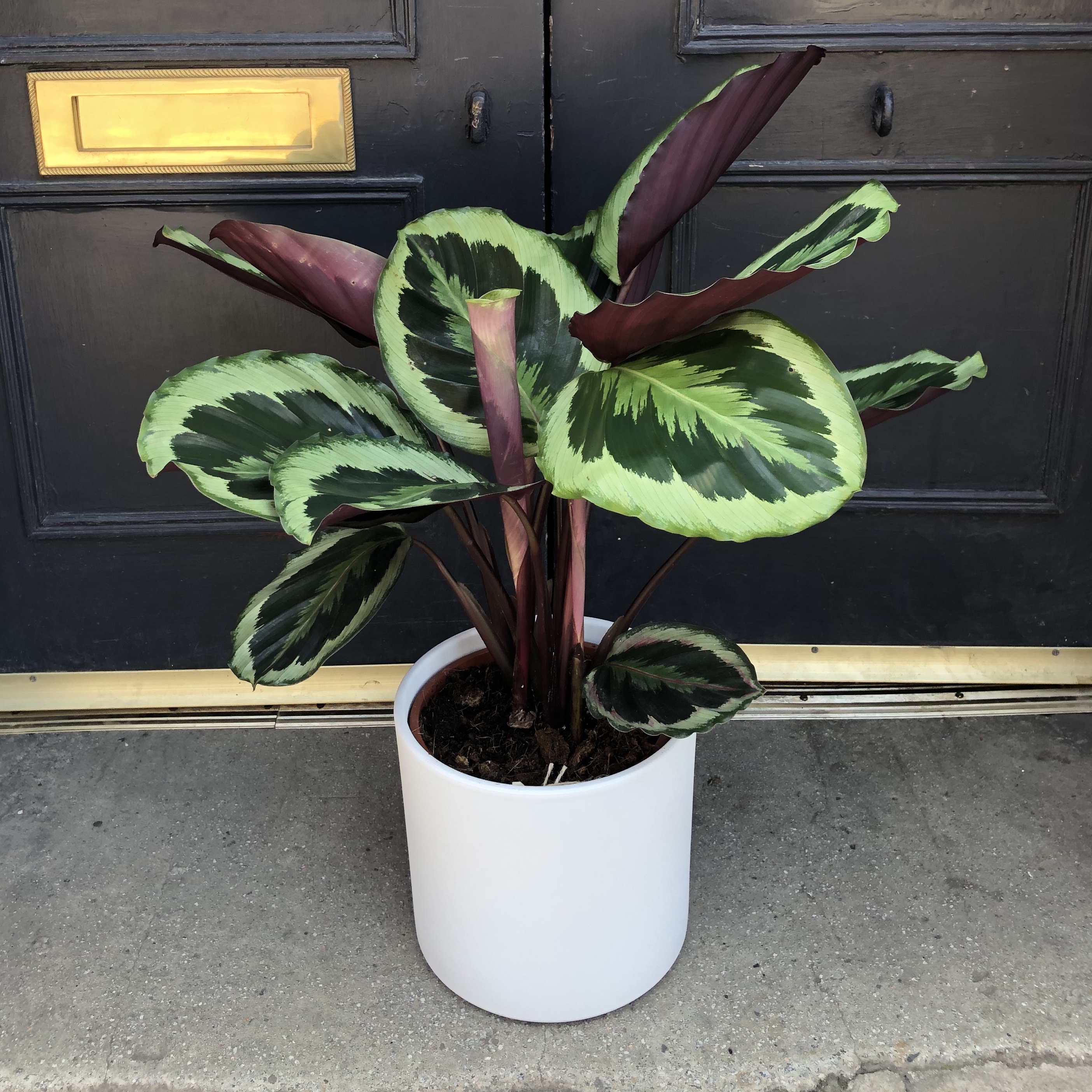  Calathea Marion   grow urban 