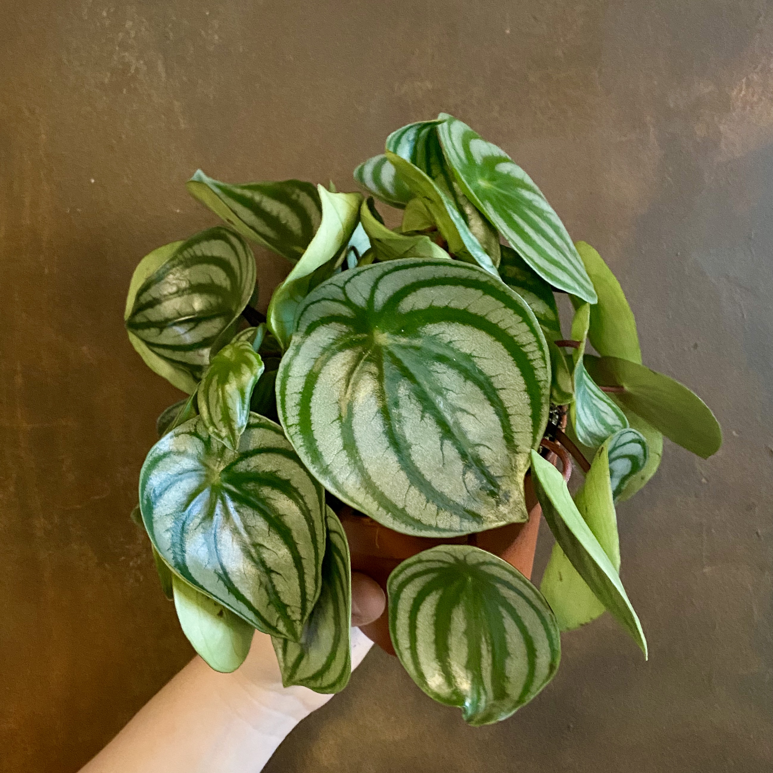 Peperomia argyreia (12cm pot) - grow urban.