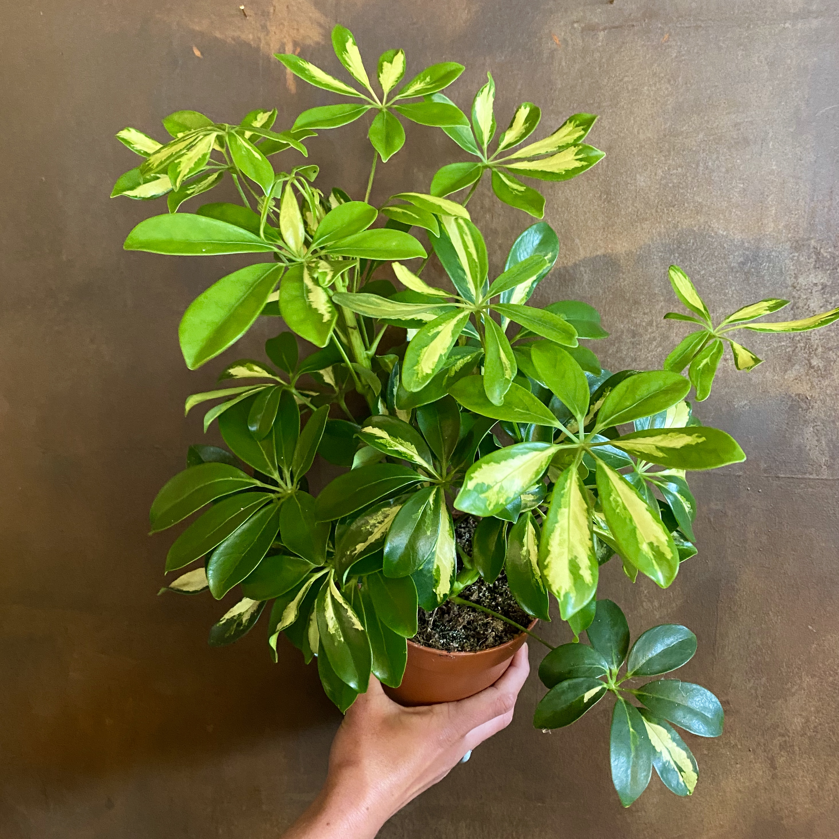 Schefflera ‘Gerda’ - grow urban.