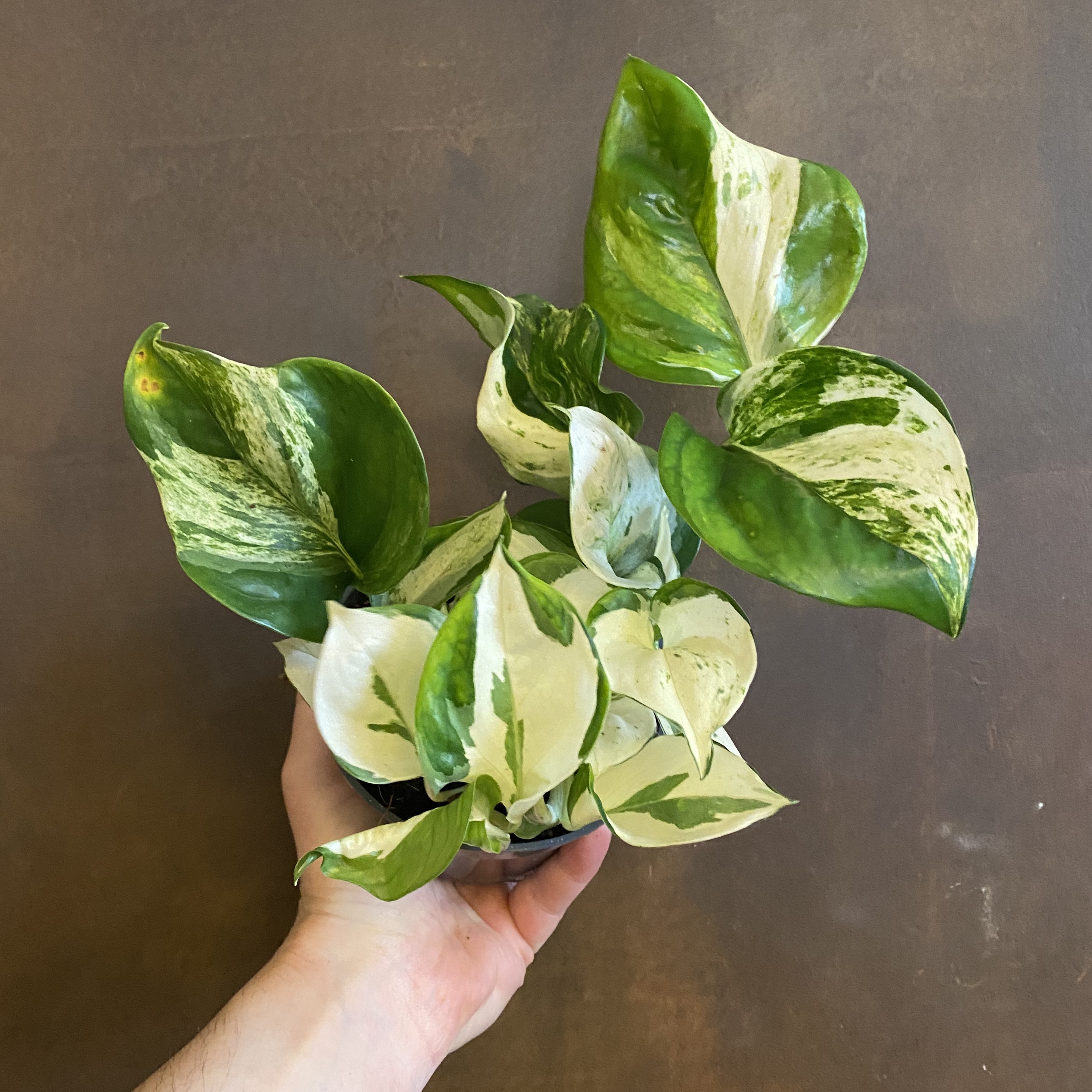 Epipremnum ‘Manjula’ grow urban.